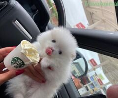 Cuccioli di Pomerania (maschi - 2/2