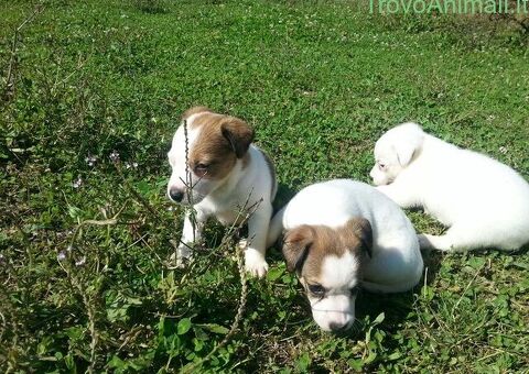 Jack Russell cuccioli