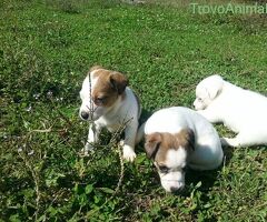 Jack Russell cuccioli