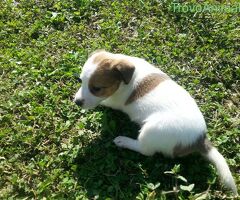 Jack Russell cuccioli - 2/4