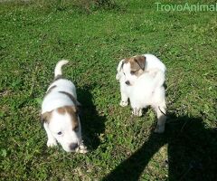 Jack Russell cuccioli - 3/4