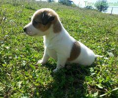 Jack Russell cuccioli - 4/4