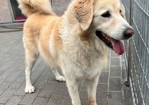  CANE MAREMMANO