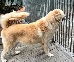  CANE MAREMMANO - 2/4