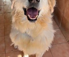  CANE MAREMMANO - 3/4