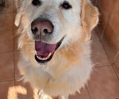  CANE MAREMMANO - 4/4