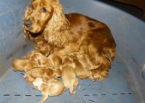 Cocker Spaniel cuccioli