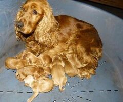Cocker Spaniel cuccioli
