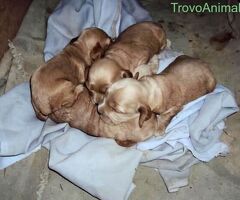 Cocker Spaniel cuccioli - 2/2