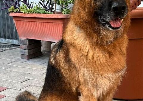  cane pastore tedesco