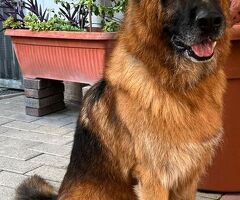  cane pastore tedesco