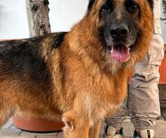  cane pastore tedesco - 2/4