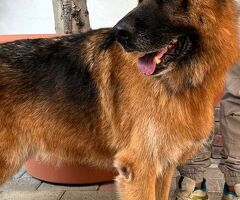  cane pastore tedesco - 3/4