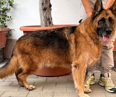  cane pastore tedesco - 4/4