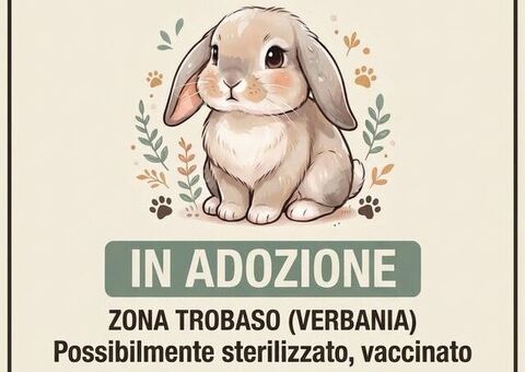 Cerco  Coniglietto domestico