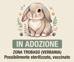 Cerco  Coniglietto domestico - 1/1