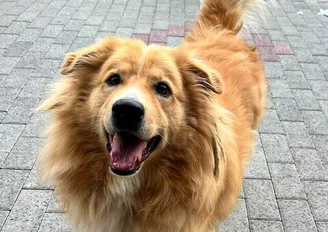  CANE METICCIO