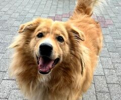  CANE METICCIO