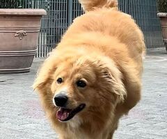  CANE METICCIO - 2/4