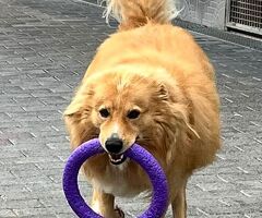  CANE METICCIO - 3/4