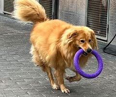  CANE METICCIO - 4/4