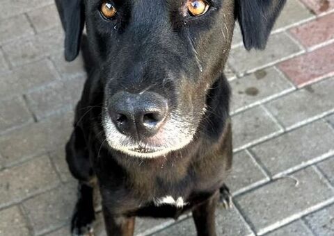  CANE LABRADOR