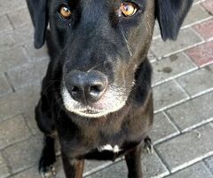  CANE LABRADOR - 1/4