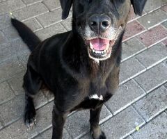  CANE LABRADOR - 2/4