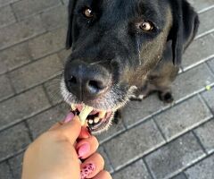  CANE LABRADOR - 3/4