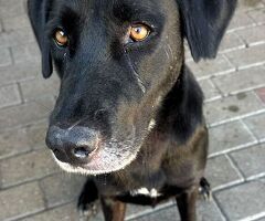  CANE LABRADOR - 4/4