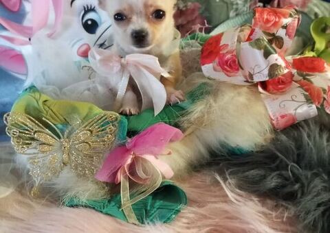 Chihuahua micro