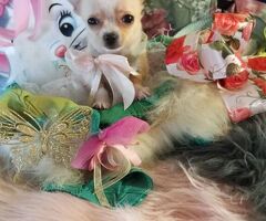 Chihuahua micro