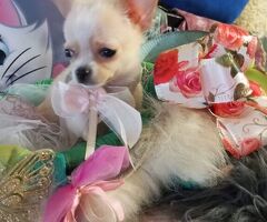 Chihuahua micro - 2/4
