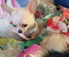 Chihuahua micro - 4/4