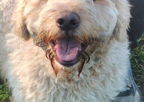  SIMIL LAGOTTO