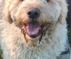  SIMIL LAGOTTO