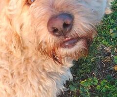  SIMIL LAGOTTO - 2/4