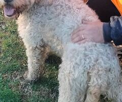  SIMIL LAGOTTO - 3/4