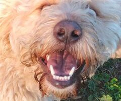  SIMIL LAGOTTO - 4/4