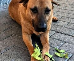  CANE METICCIO