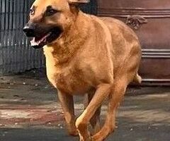  CANE METICCIO - 2/4