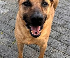  CANE METICCIO - 3/4