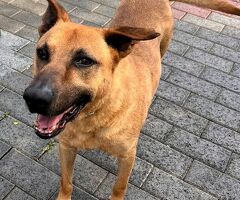  CANE METICCIO - 4/4