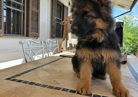 Cuccioli pastore tedesco pelo