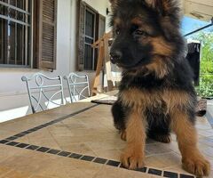 Cuccioli pastore tedesco pelo