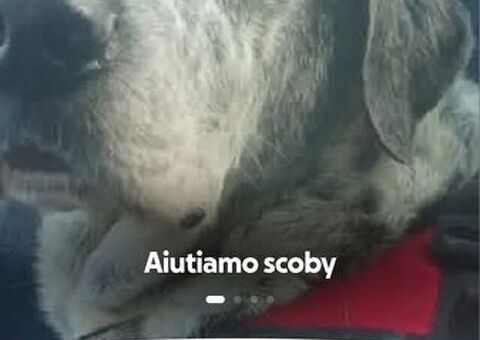 Colletta  per scoby esami urgenti