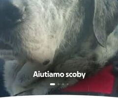 Colletta  per scoby esami urgenti