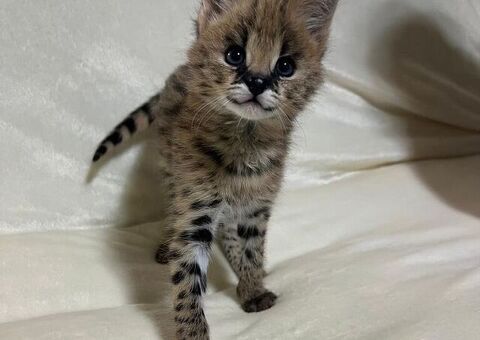 Disponibili cuccioli di serval