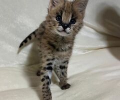 Disponibili cuccioli di serval
