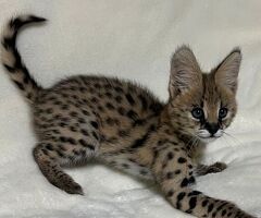 Disponibili cuccioli di serval - 2/4